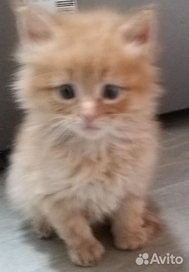 Котята от мейкуна и сибирской кошки. Девочки