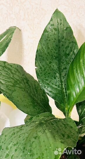 Спатифиллум сенсация