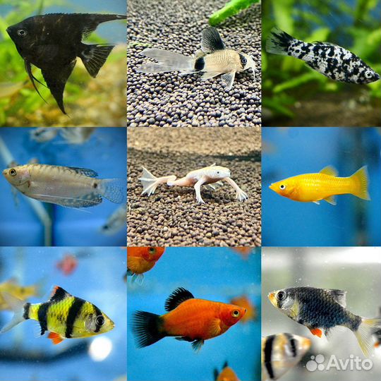 Аквариумные рыбки