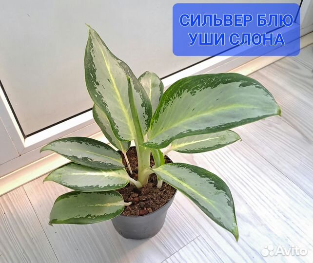 Аглаонемы-сортовые