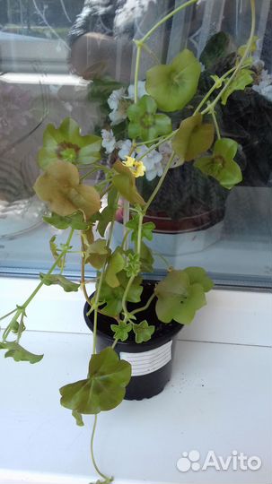 Плющелистная пеларгония