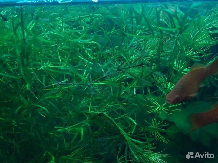 Ассортимент аквариумных растений