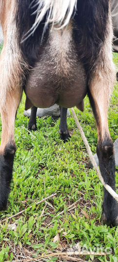 Коза альпийская