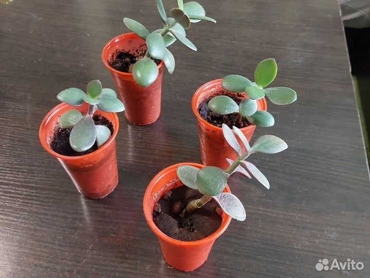 Денежное дерево