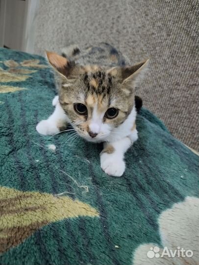 Котенок