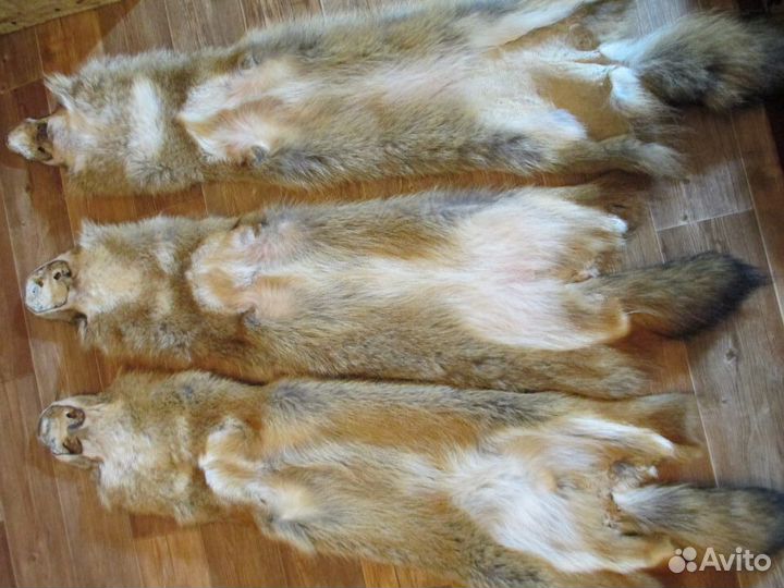 Шкура волка