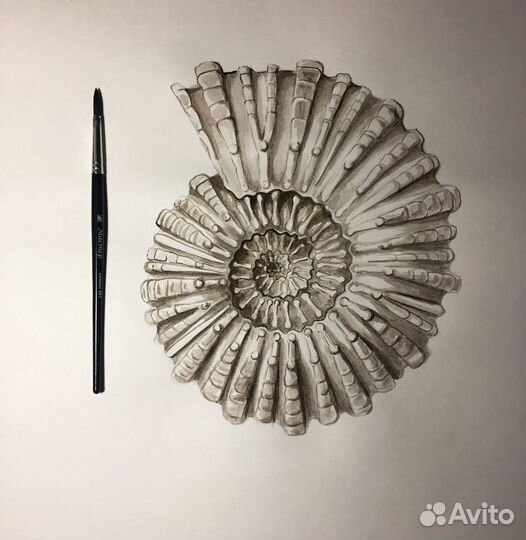 Ракушка картина