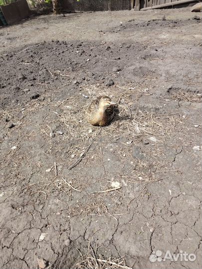 Подсадные утки