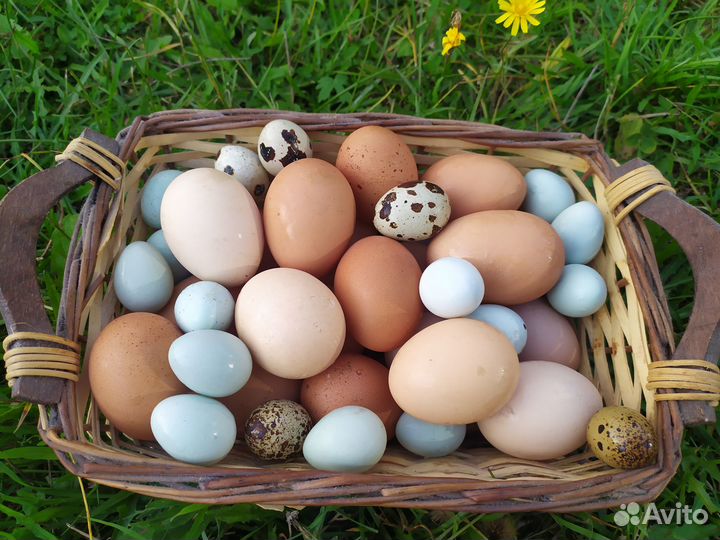 Яйцо куриное,перепелиное, цесарок