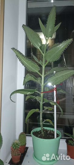 Каланхоэ лечебное