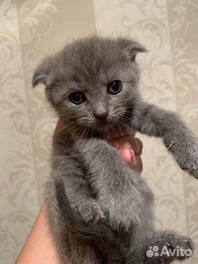 Вислоухие котята