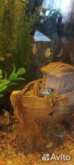 Аквариумные рыбки