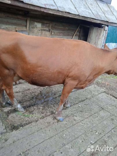 Корова стельная дойная