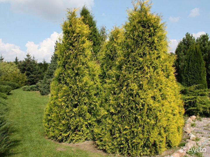 Туя Смарагд