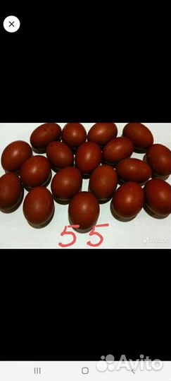 Инкубаторы несушка,золушка