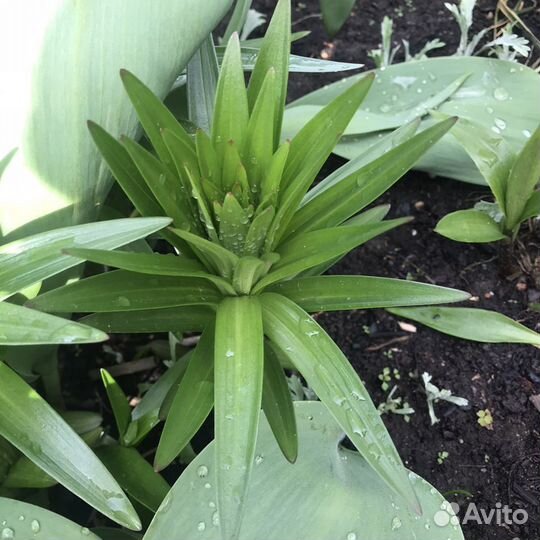 Флоксы, купена и другие растения