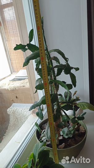 Кактусы и суккуленты