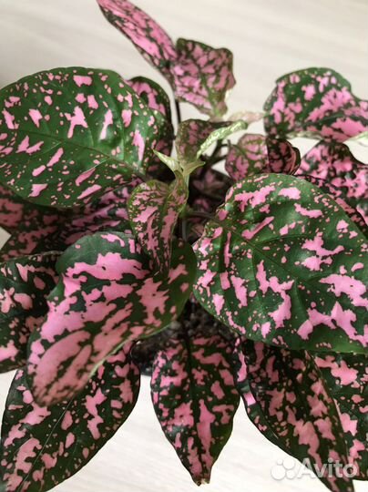 Цветы-очаровашки