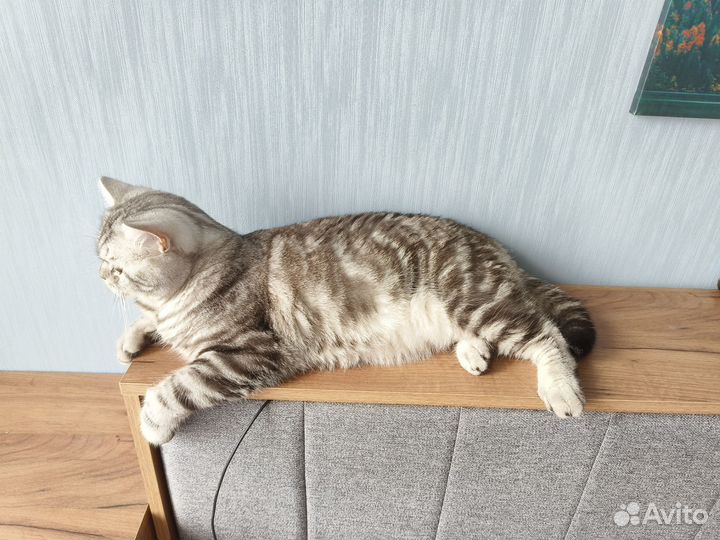 Британский кот на вязку