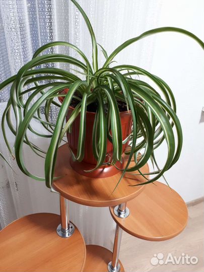 Хлорофитум кудрявый