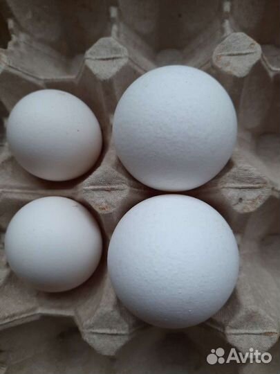 Домашние куриные яйца