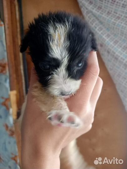 Маленькие собачки щенята в добрые руки