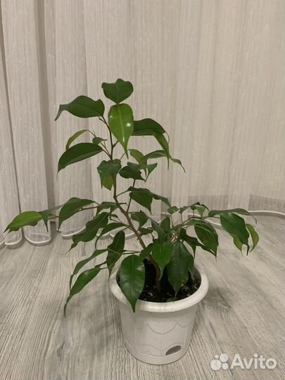 Фикус Бенджамина