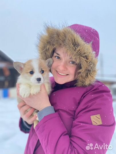 Щенки Корги пемброк