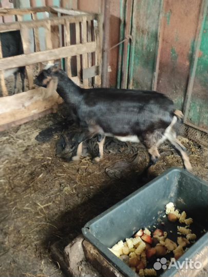 Козы, козлики