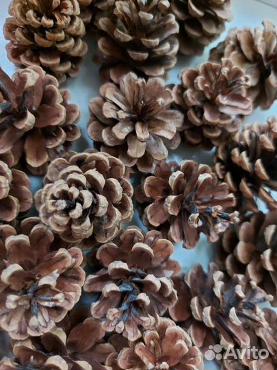 Шишки для поделок