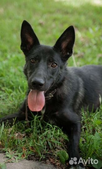 Немецкая чёрная овчарка, метис в добрые руки