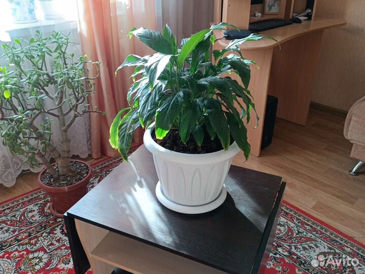 Спатифиллум