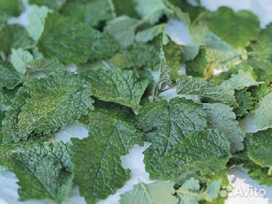 Пучек мелисы, мяты для чая