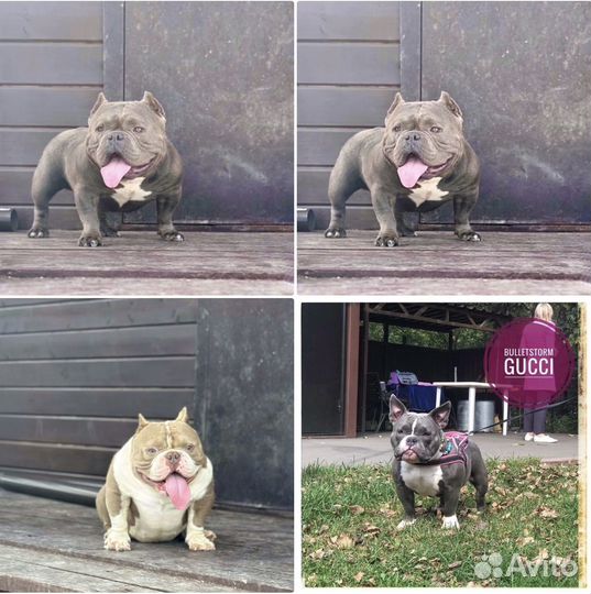 Американский булли, микро