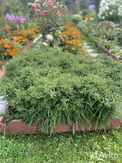 Карликовая многолетняя астра (октябрина)