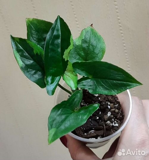 Сингониумы сортовые