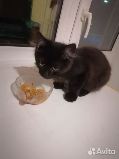 Отдам котенка в добрые ручки