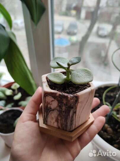 Денежное дерево