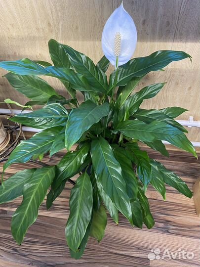 Спатифиллум