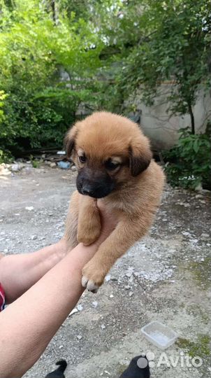 Щенки бесплатно