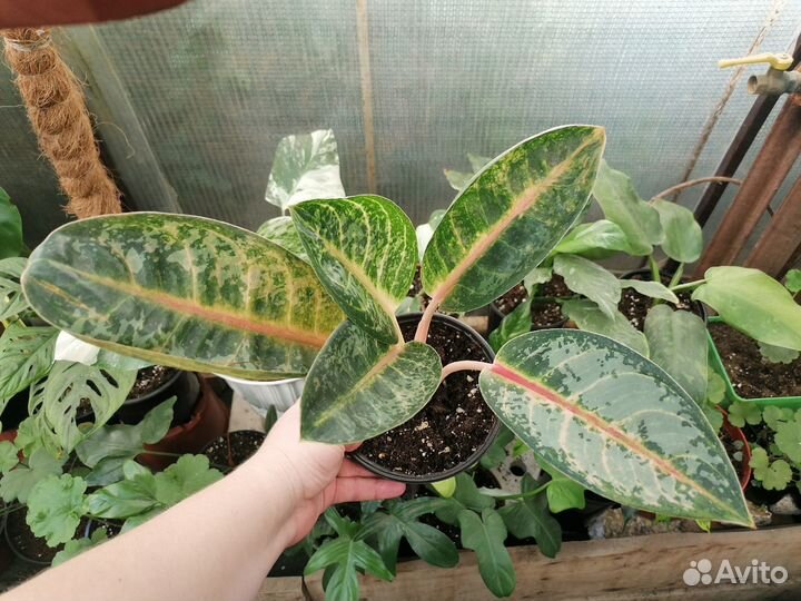 Аглаонемы (Чатра Монгол и др) и филодендрон Тортум