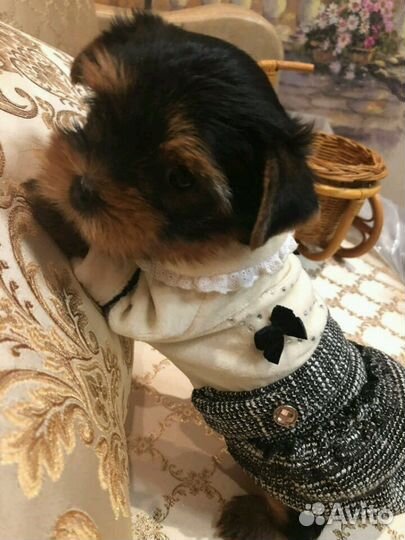 Йорк щенок девочка 2мес