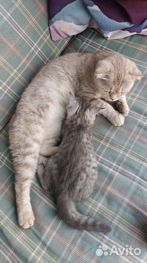 Котенок от шотландский кошки