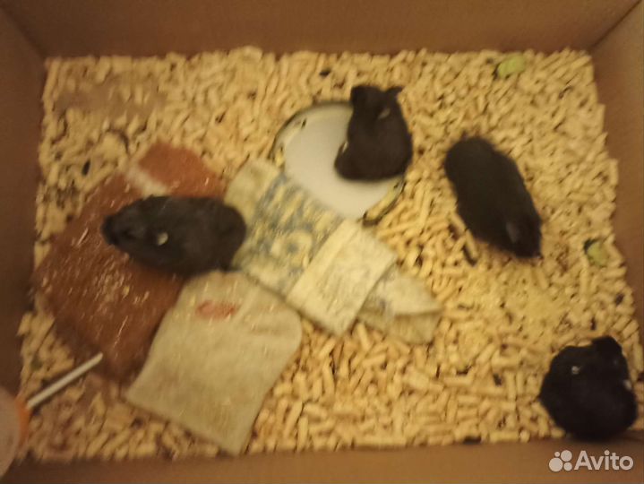 Джунгарский хомяк бесплатно