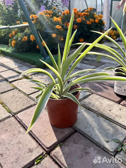 Хлорофитум