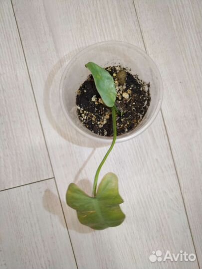 Филодендроны сортовые