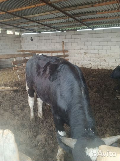 Быки на мясо