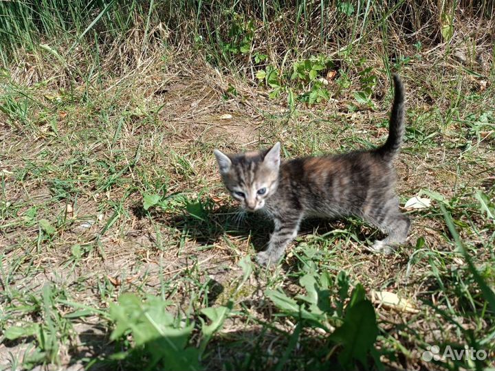 Котики в добрые руки