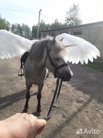 Пони на праздник, пони на мероприятие