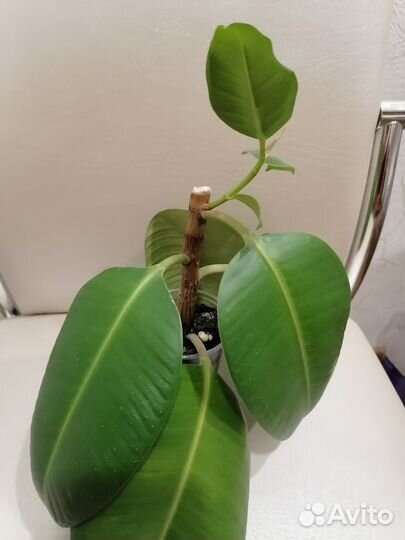 Фикусы разные(2 вида)